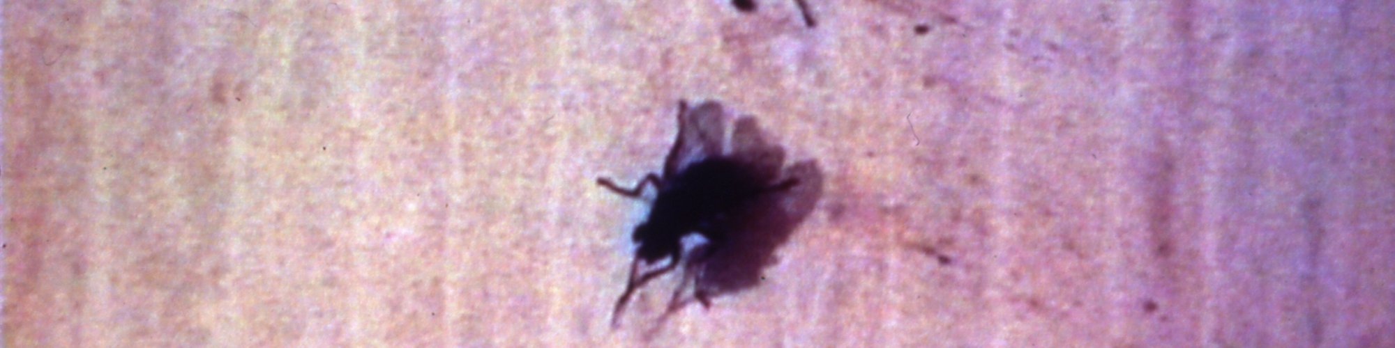 Still from Richard Billingham's Fishtank, 1998, commissioned for BBC 2.