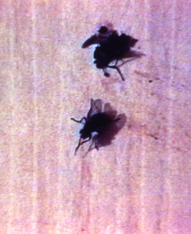 Still from Richard Billingham's Fishtank, 1998, commissioned for BBC 2.