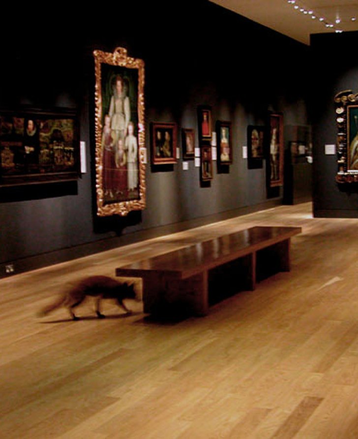 Video still from Francis Alÿs, The Nightwatch (2004). Surveillance cameras observe a fox exploring the Tudor and Georgian rooms of the National Portrait Gallery at night.