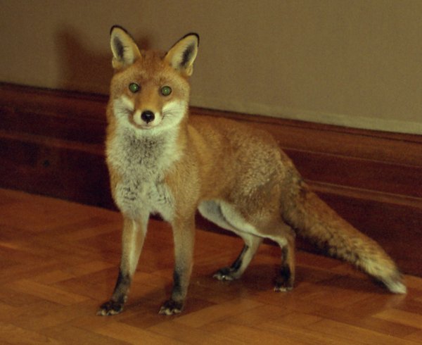 Image of a fox during The Nightwatch. Photograph Thierry Bal.