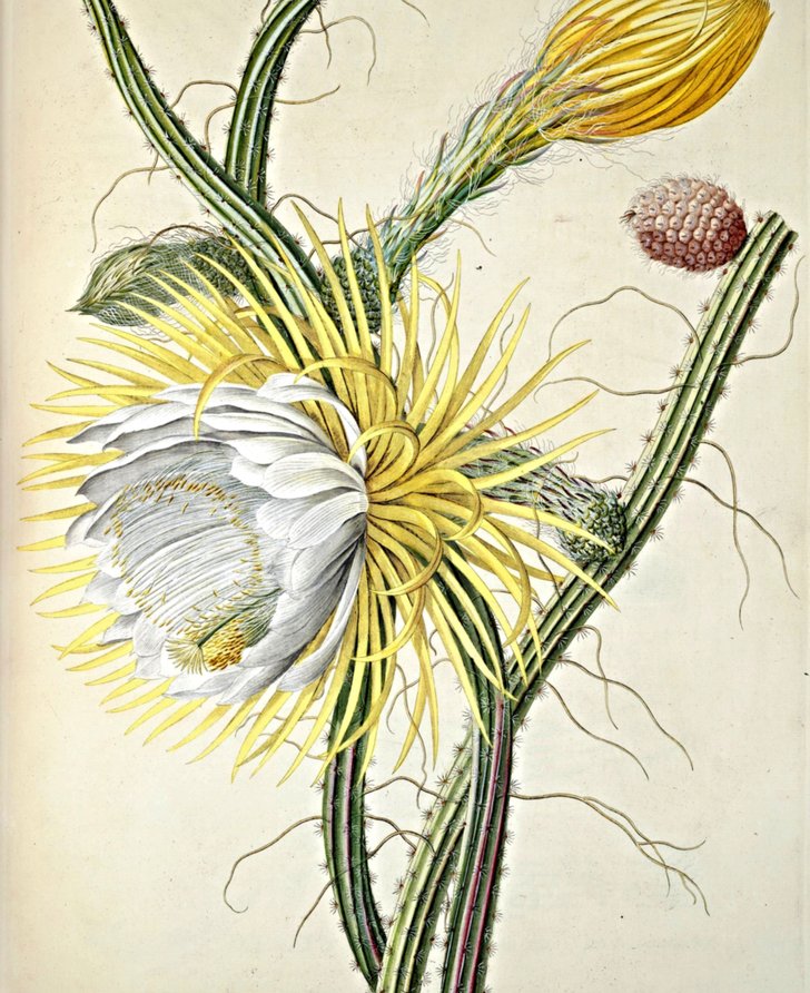 Selenicereus grandiflorus, from the Swallowtail Garden Seeds collection of botanical photographs, illustrations, and paintings.  Trew, C.J., Ehret, G.D., Plantae selectae, vol. 4: t. 31 (1754) [G.D. Ehret]. Night blooming Cereus (1754)

License: https://creativecommons.org/licenses/by/2.0/

Found on: https://www.flickr.com/photos/swallowtailgardenseeds/19855820229/in/photolist-5ur2w5-kAxrS8-kAzsx1-f1PmkP-kAxoFt-wfAgA6-5umCBv-cD2L7y-4CyKXg-vrdCvc-rq9dj6-cpQRxo-pv4iRn-o3Cwus-we1e6o-wTkA3C-vhCWBu-4XtkiF-wBzTnc-4Xt99F-af3C7i-af6pzq-wBzKgT-vXcyTz