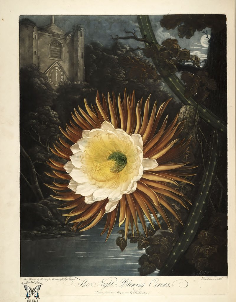 Night Blooming Cereus. Selenicereus grandiflorus [as Cactus grandiflorus] New illustration of the sexual system of Carolus von Linnaeus and the temple of Flora, or garden of nature, Thornton, R.J., (1807) on Swallowtail Garden Seeds.


License: https://creativecommons.org/licenses/by/2.0/

Found on: https://www.flickr.com/photos/swallowtailgardenseeds/15425029435/in/photolist-5ur2w5-kAxrS8-kAzsx1-f1PmkP-kAxoFt-wfAgA6-5umCBv-cD2L7y-4CyKXg-vrdCvc-rq9dj6-cpQRxo-pv4iRn-o3Cwus-we1e6o-wTkA3C-vhCWBu-4XtkiF-wBzTnc-4Xt99F-af3C7i-af6pzq-wBzKgT-vXcyTz
