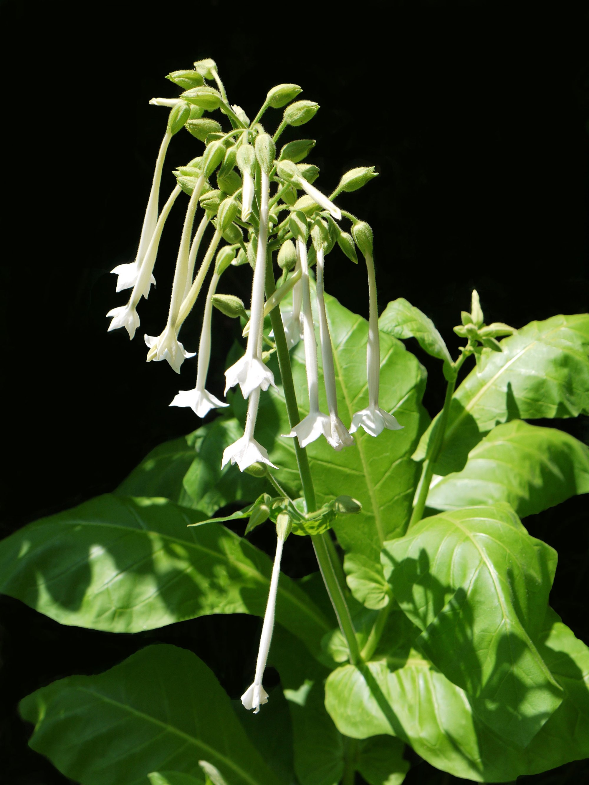 Only the Lonely by kkmarais, August 2012.

Found on: https://www.flickr.com/photos/29946195@N07/8357017535/in/photolist-dJtUae-77WWab-cNoePA-p8T4pK-db2u7Q-736yZJ-732Ahk-pvGFS7-dDsbH3-s1WQiy-dDsbFf-nCvMsu-96LmVd-xpEU27-zhqx9k-AAS3ep-Aigx2f-ykop7w-ykoJ63-AzSkRD-xpQ3LT-nKDTiR-8gPcBH-6JDPi6-nf5qfo-nv4BFQ-eSpNLq

License: https://creativecommons.org/licenses/by/2.0/