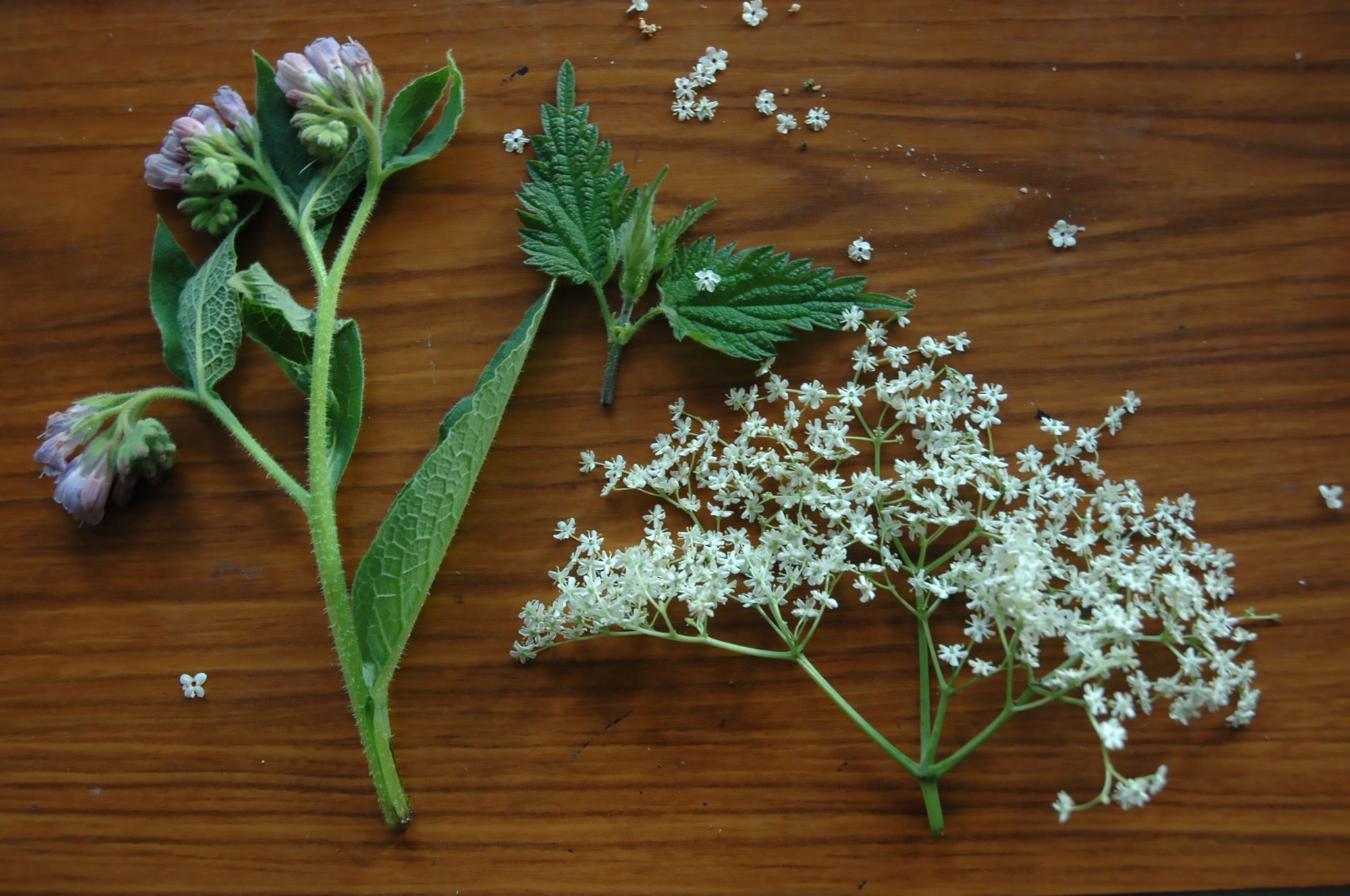 Image: Comfrey and Elderflower cuttings, taken on 14 June. Photograph: Rachel Anderson