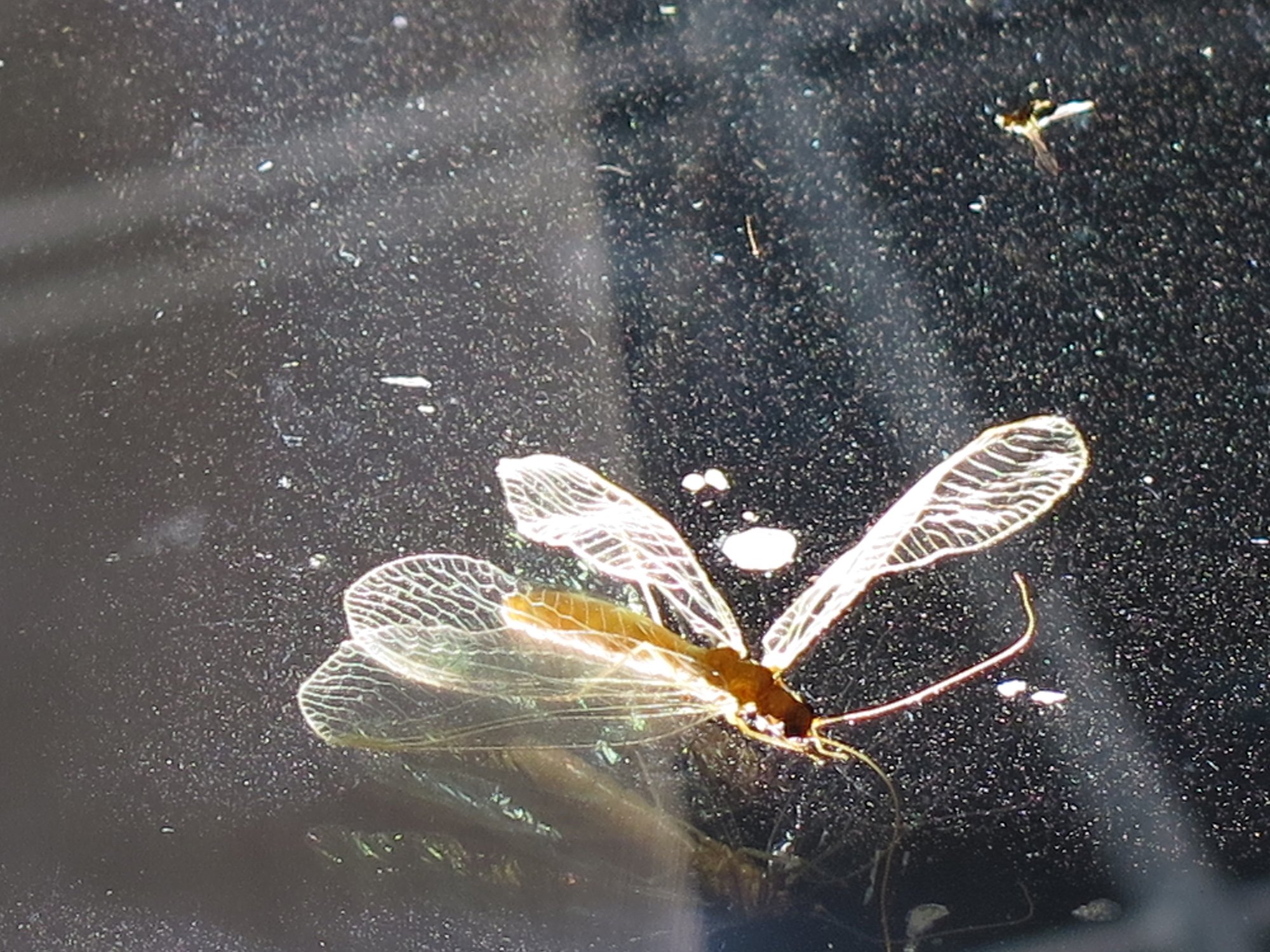 Ryoji Ikeda, spectra, Victoria Tower Gardens, 9 August 2014. Photographer: Guy Gormley
