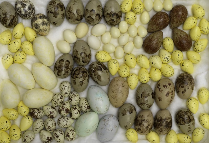 How the Artist Was Led to the Study of Nature, 2017 by Andy Holden. Details of the sculptural installation of porcelain eggs. Photograph: Marcus J. Leith, September 2017
