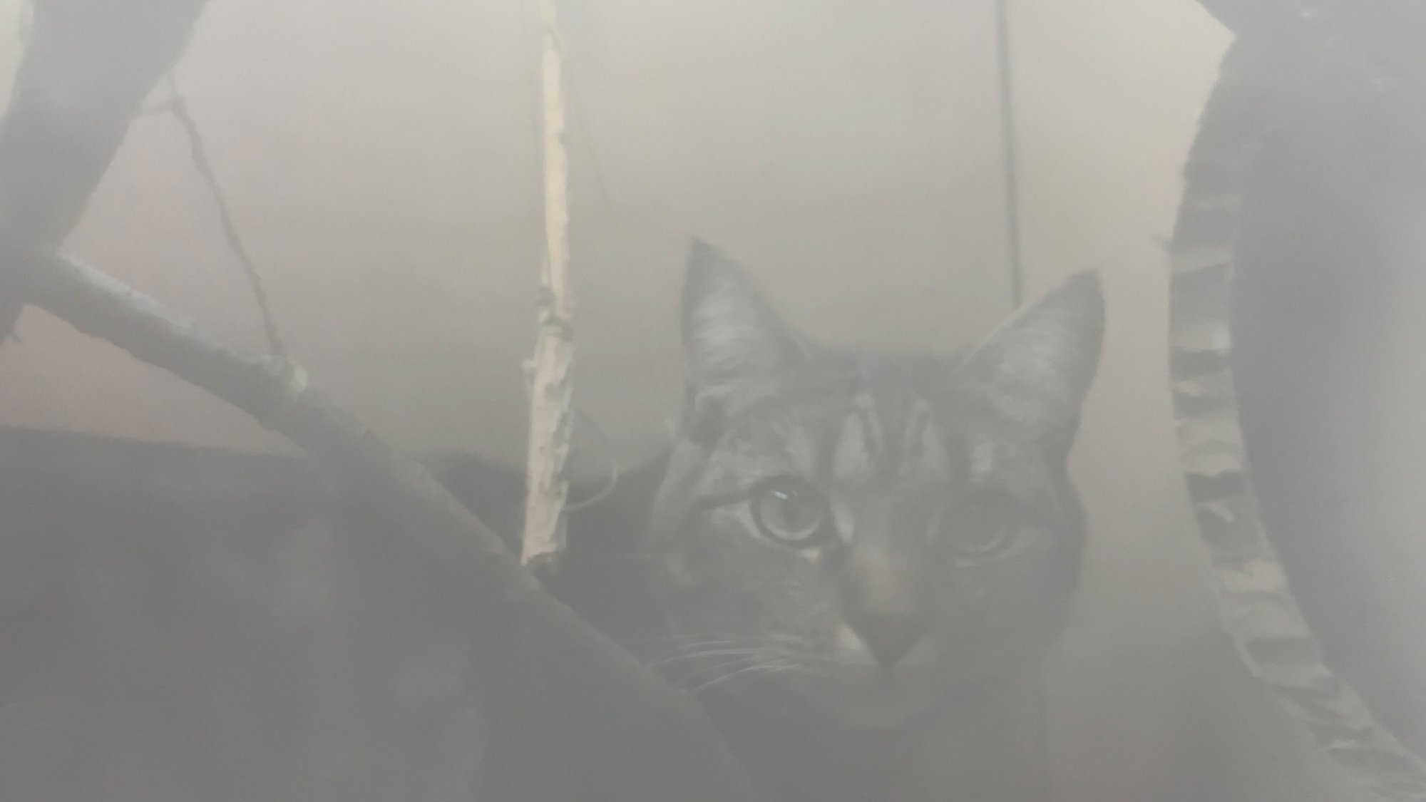 Still from Abi Palmer, Abi Palmer Invents the Weather (Fog), 2023