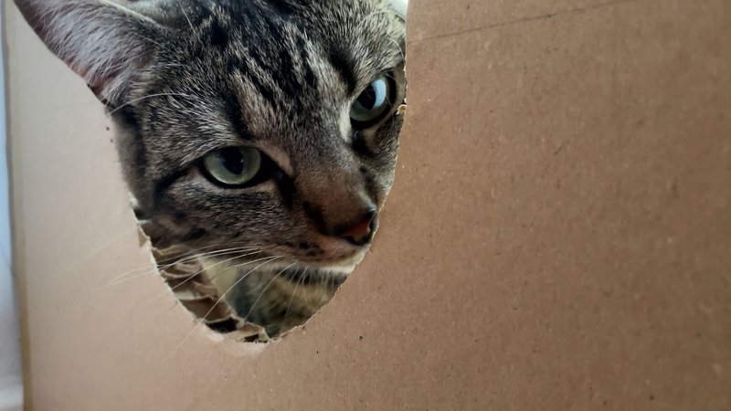 Still from Abi Palmer, Abi Palmer Invents the Weather (Fog), 2023