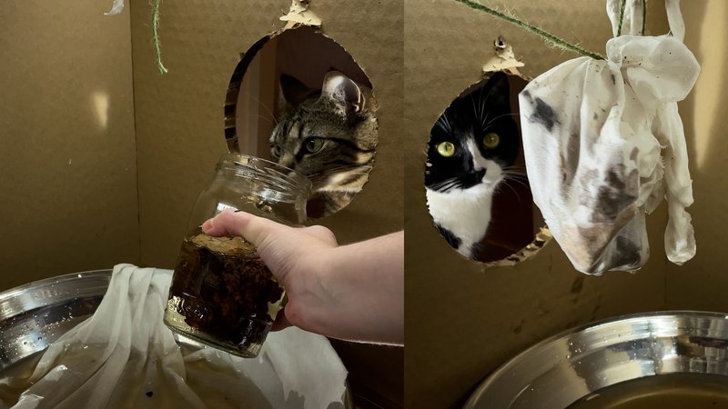 Image 1: A tabbie cat peers through a circle cut out inside a cardboard box and smells the contents of a jar, which is presented to them and has organic-looking contents inside. Image 2: A tuxedo cat looks through a circle cut out inside a cardboard box at a dripping white fabric bag suspended by string.