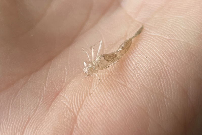 Close up of a transparent insect on the palm of a hand.